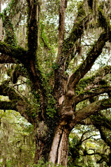 Sprawling Oak Tree