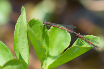 mating red dragonflies - Pyrrhosoma nymphula