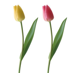 Obraz premium Realistyczne tulipany