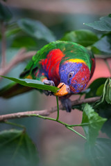 Allfarblori, Trichoglossus haematodus