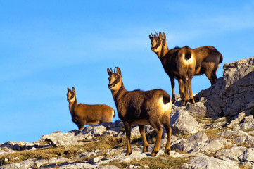 Rebeco cantabrico (Rupicapra rup&igrave;capra parva)