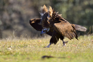 Buitre negro (Aegypius monachus)