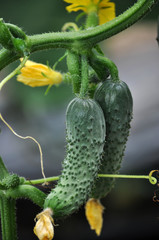 Ripe fruits of greenhouse cucumber close up
