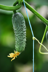 Cucumbers ripening in a greenhouse on natural soil and drag on trellis