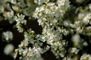 Mirabellenblüte