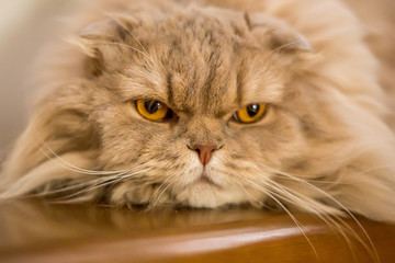 Fototapeta premium Close-up of domestic cat