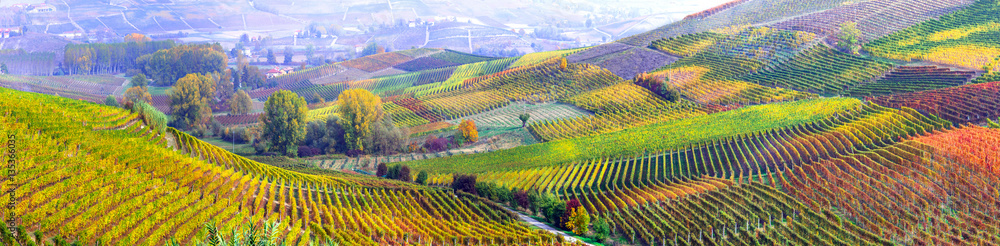 Poster amazing vast plantation of grape in piemonte- famous vine region of italy