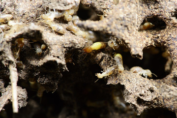 Insect, Termite on the ground, Insect of Thailand