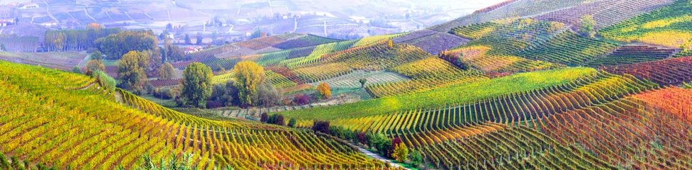 Gordijnen verbazingwekkende uitgestrekte plantage van druiven in Piemonte-beroemde wijnstreek van Italië © Freesurf
