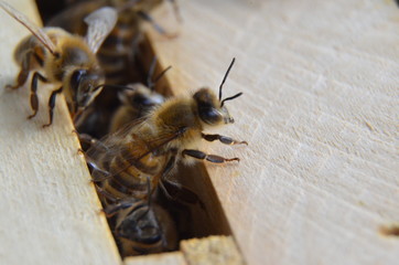 Bee