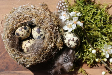Obraz premium Springtime, Eggs, Frühling, Vogelnest, Wachteleier