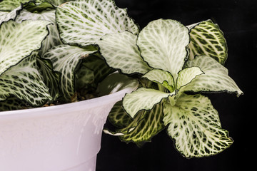 Fittonia white on black background