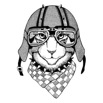 Wild cat Wild cat The cat wears a motorcycle helmet Hand drawn picture