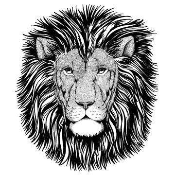 Wild cat Wild lion Hand drawn image for t-shirt, posters