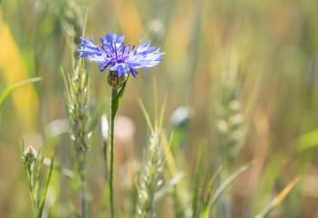 a blue cornflower among spikelets in a summer field