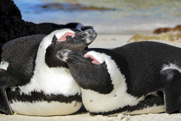 Two african penguins lying and enjouing each other at Boulders Beach (Simon's Town, South Africa)