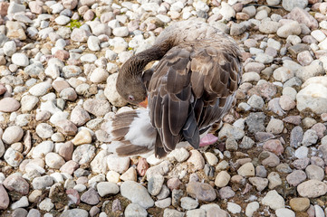 Gęś © patryk77