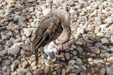 Gęś © patryk77