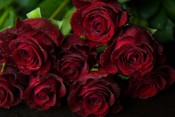 Dew red roses