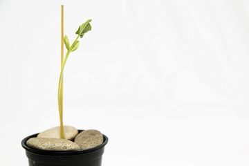 Image of an emerging Bean Sprout in a black pot in the horizontal Orientation wrapped on a wooden dowel