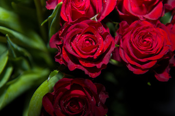 Dew red roses
