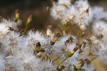 Leśne rośliny - przekwiające dmuchawce © Anna