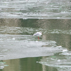 Gull standing on a ice cold pond in winter, in Paris