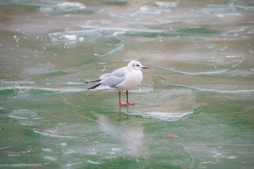 Gull standing on a ice cold pond in winter, in Paris