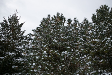 Fototapeta premium Snow covers pine tree after winter storm