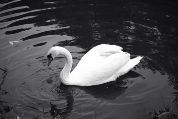 A Swan swims in the lake - 135368235