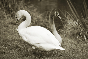 Two swans on the grass in the Park