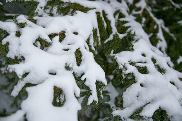 Snow covers pine tree after winter storm