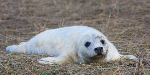 Seals Donna Nook