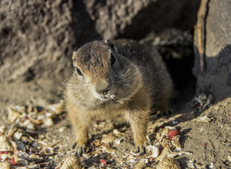 Arctic ground kamchatka squirrel with the big cheeks staying on rocks. Kamchatka, Russia