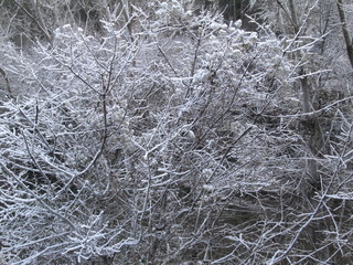 Ramas de arboles heladas