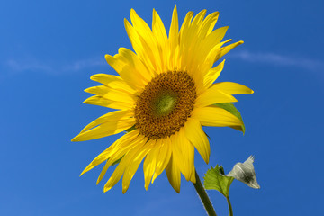 sun flower against dark blue sky