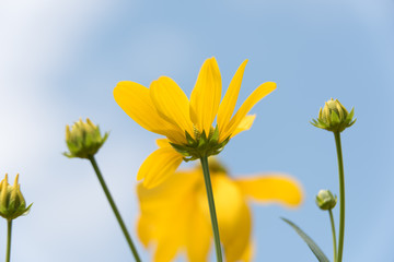 yellow flower against blue sky