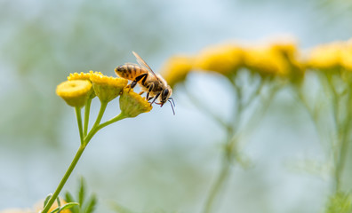 honey bee perched on a flower