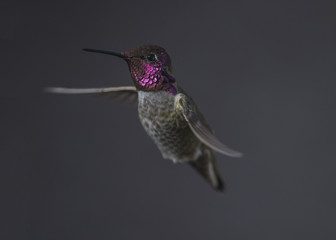 Fototapeta premium Annas Hummingbird (Calypte anna) Male in Mating Colors