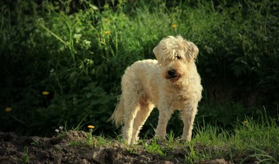 Hund sieht eine Maus