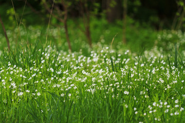 first spring white flowers among lush green grass