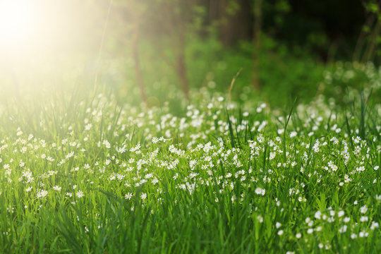 first spring white flowers among lush green grass with sunny hotspot