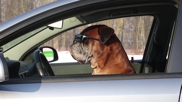 Boxer dog with sunglasses sitting on the driver seat.