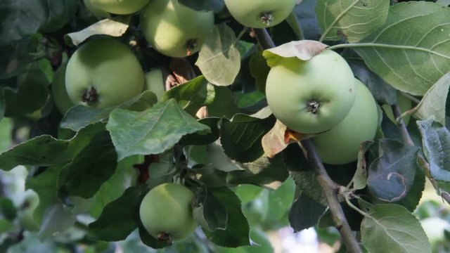 Apples Waiting For Harvest