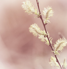 Fototapeta na wymiar Blooming willow branch in springtime, seasonal easter background
