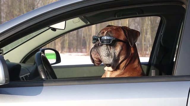 Boxer dog with sunglasses sitting on the driver seat.