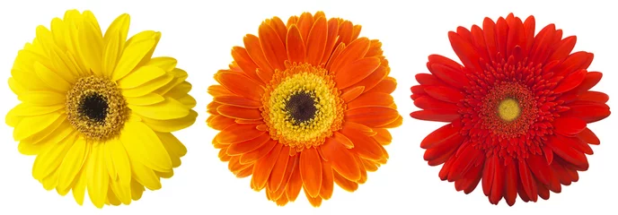 Crédence de cuisine en verre imprimé Gerbera Grande sélection de fleurs colorées de Gerbera (Gerbera jamesonii) isolé sur fond blanc. Divers rouge, jaune, orange