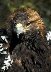 Aguila imperial iberica (Aquila heliaca adalberti)