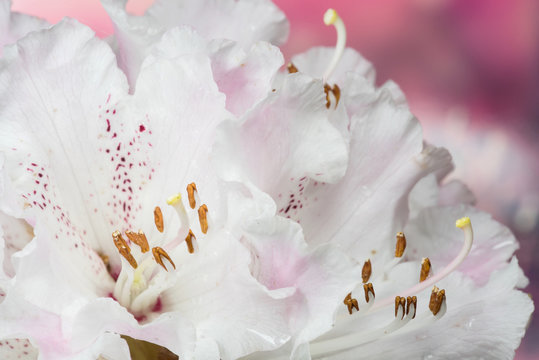 Rhododendron, Rhododendrons - Flowers