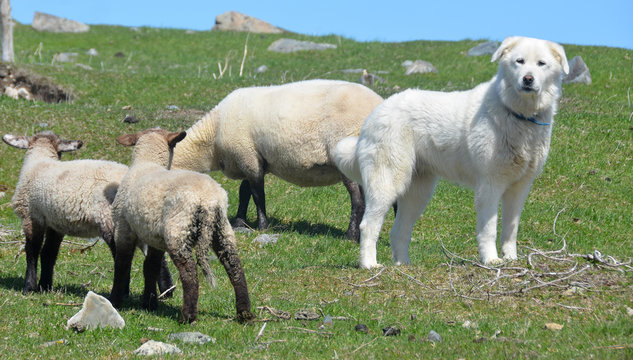 Sheeps and Pyrenean Mountain Dog, known as the Great Pyrenees in North America, is a large breed of dog used as a livestock guardian dog. 